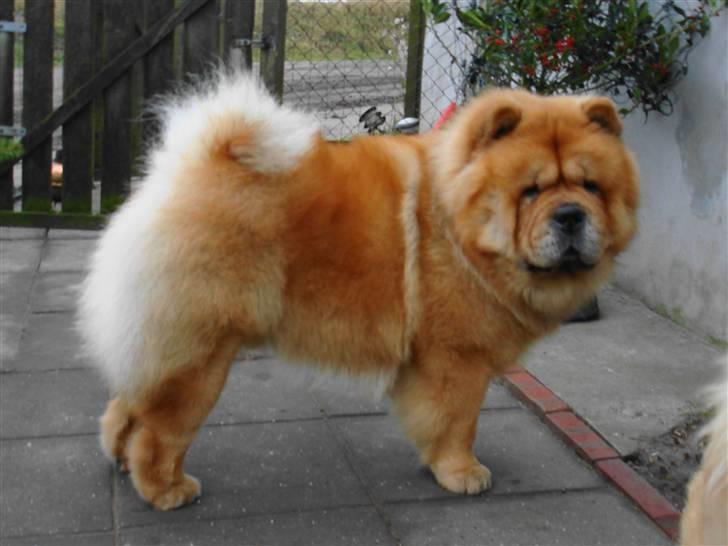 Chow chow Pelis Ringo of Flensborg - 22måneder så nu er jeg snart voksen siger mor billede 13