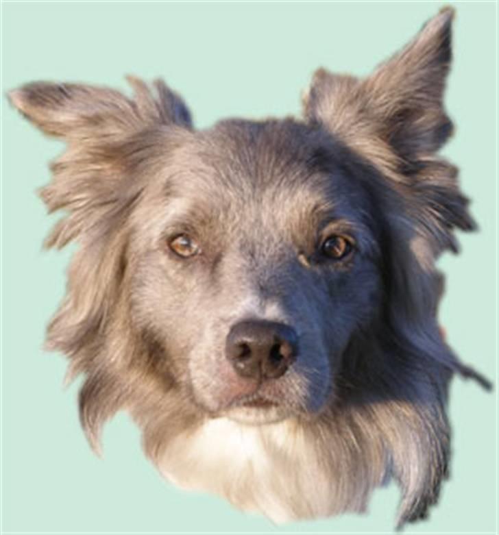 Border collie Zacho billede 9