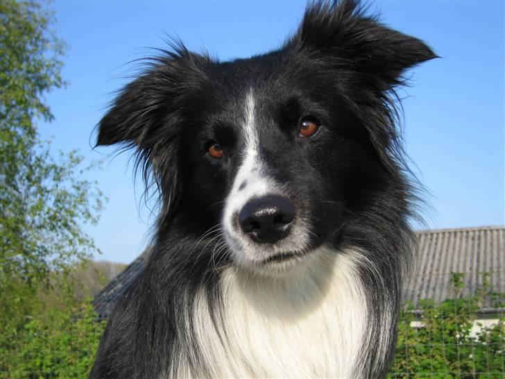 Border collie Barny billede 7