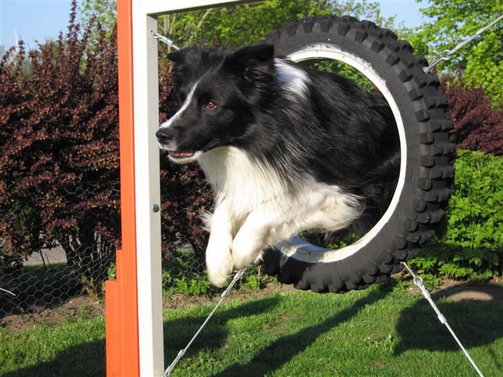 Border collie Barny billede 8