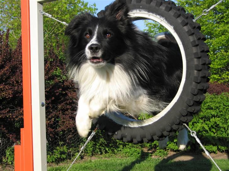 Border collie Barny billede 9