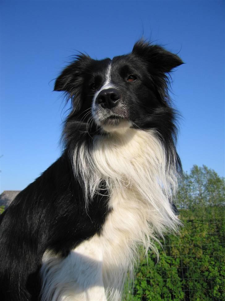 Border collie Barny billede 10