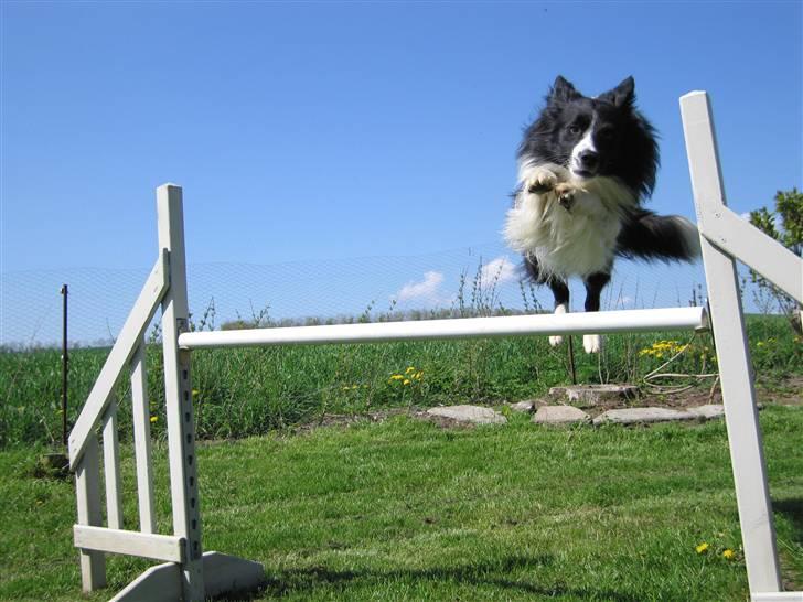 Border collie Barny billede 11