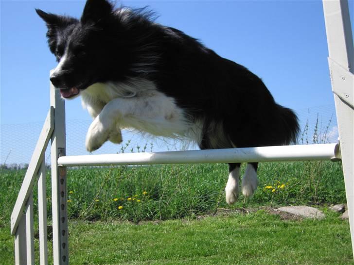 Border collie Barny billede 12