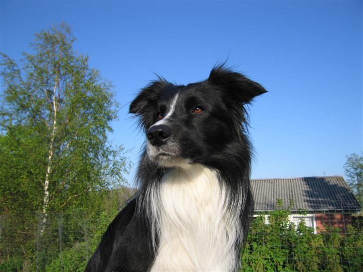 Border collie Barny billede 13