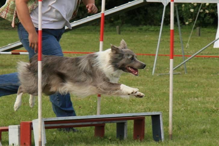 Border collie Zacho - Dgi´s landsdelsmesterskab i Randers 08 billede 10
