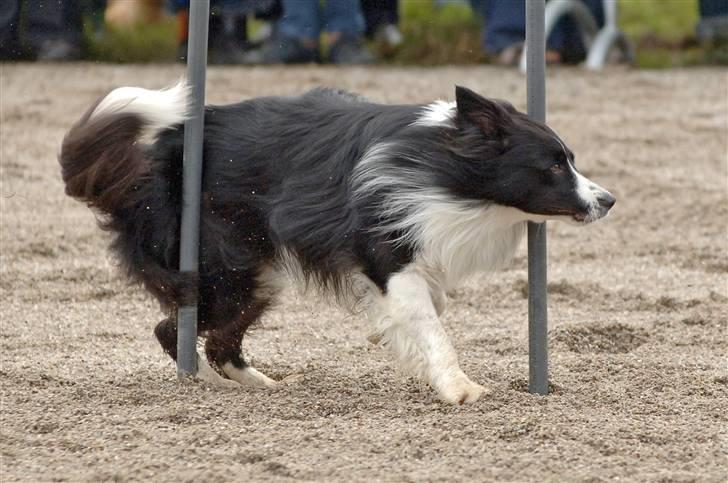 Border collie Barny billede 14