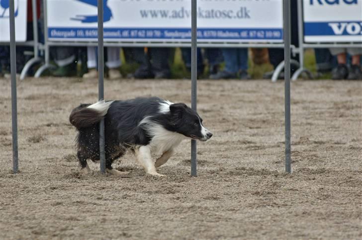 Border collie Barny billede 15