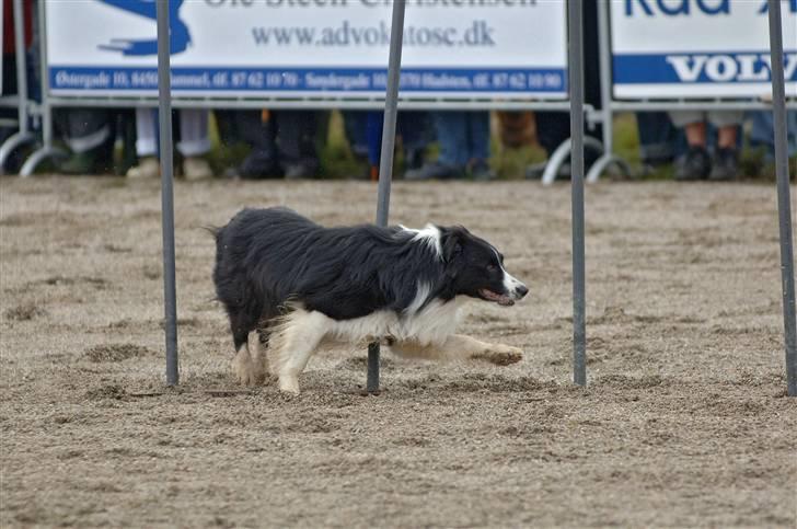 Border collie Barny billede 16