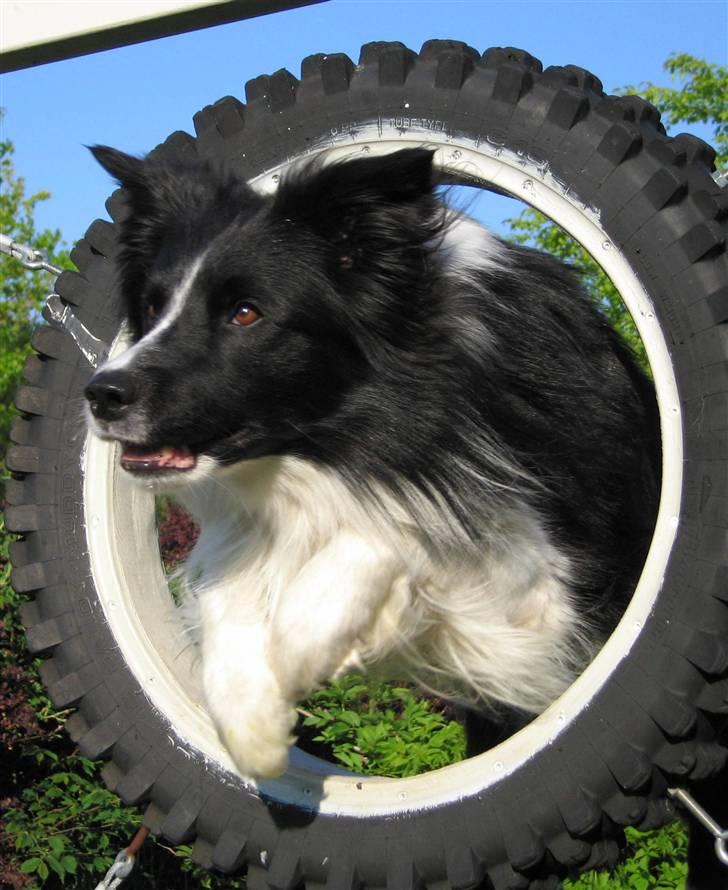 Border collie Barny billede 17
