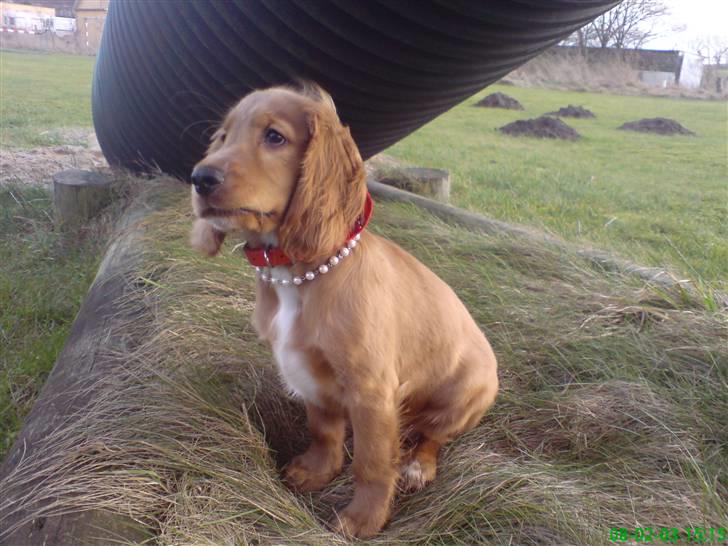 Cocker spaniel Nala - hun er så sød..  billede 19