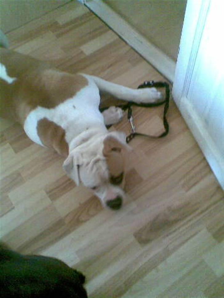 Amerikansk bulldog Victor billede 13