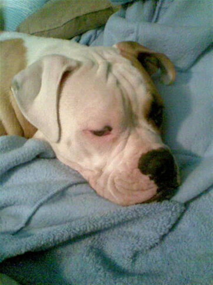 Amerikansk bulldog Victor billede 14