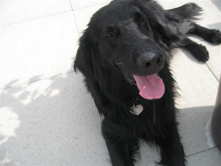 Flat coated retriever Robin - er jeg ikke bare smuk ? billede 8