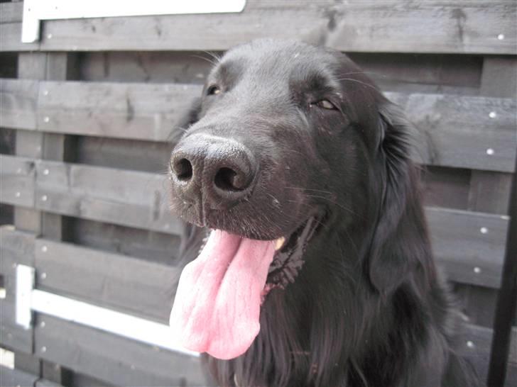 Flat coated retriever Robin - Robin <3 billede 9