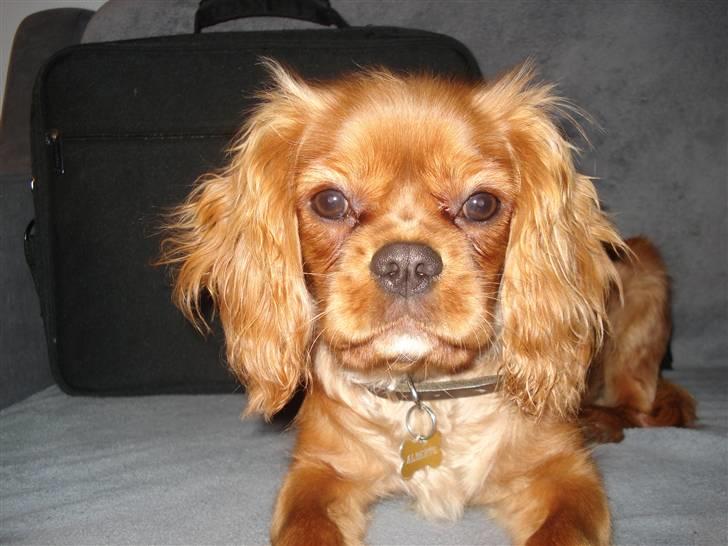 Cavalier king charles spaniel Alberte - hvad er det dog der sker der over................... billede 9