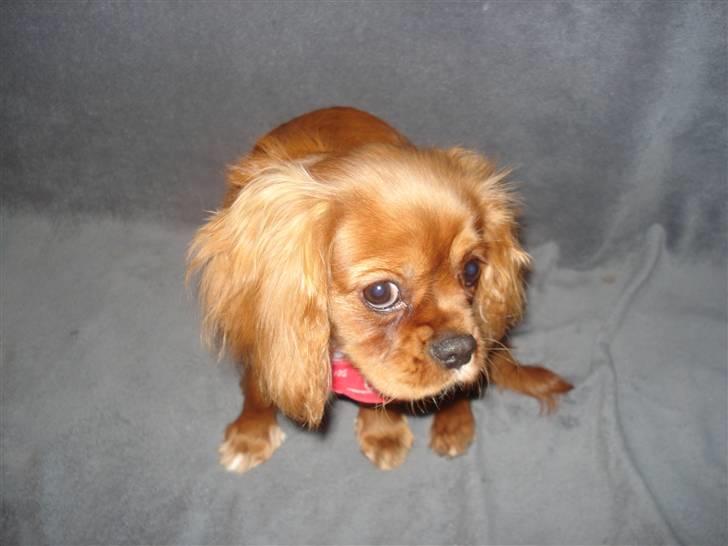 Cavalier king charles spaniel Alberte - mhhhhhh noget lækkert...................... billede 10