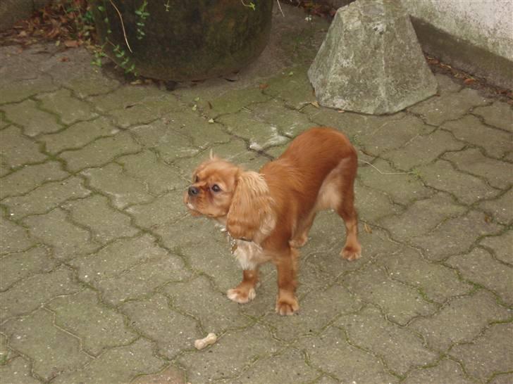 Cavalier king charles spaniel Alberte - hvad laver du dog ved mig............................... billede 11