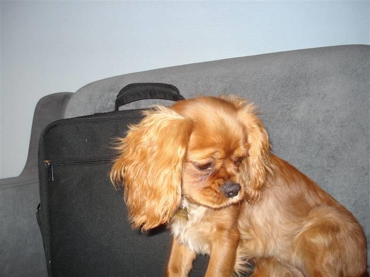 Cavalier king charles spaniel Alberte - jeg er lige blivet vasket haha jeg er bare  ren........................................................ billede 12