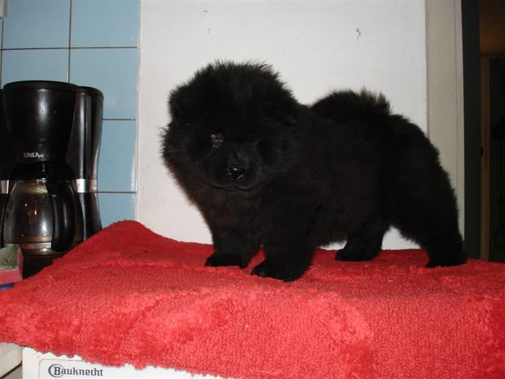 Chow chow Peli`s Tanya of Flensborg - 8 uger  billede 10