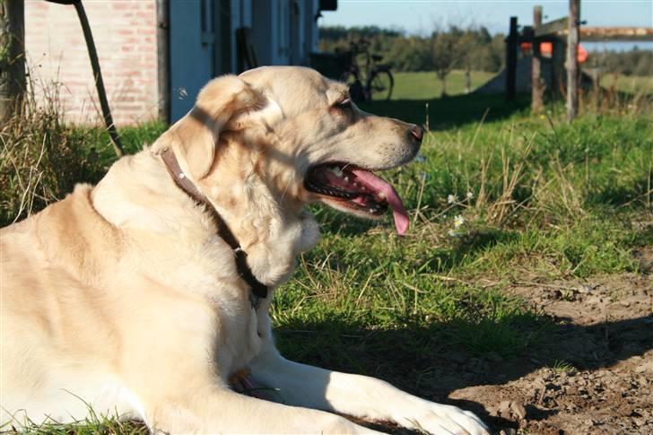 Labrador retriever Sussi billede 6