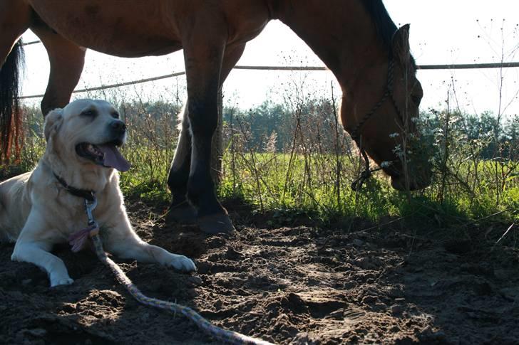 Labrador retriever Sussi billede 7