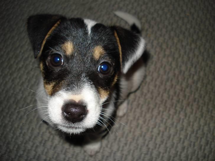 Jack russell terrier Soffi billede 1