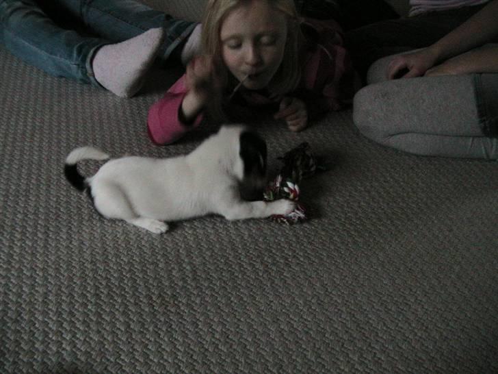 Jack russell terrier Soffi billede 2