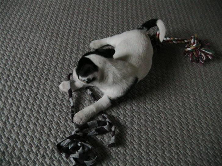 Jack russell terrier Soffi billede 3