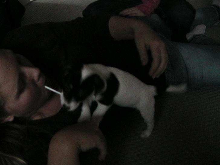 Jack russell terrier Soffi billede 4