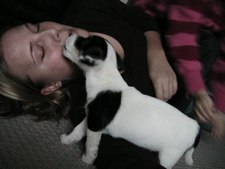 Jack russell terrier Soffi billede 5