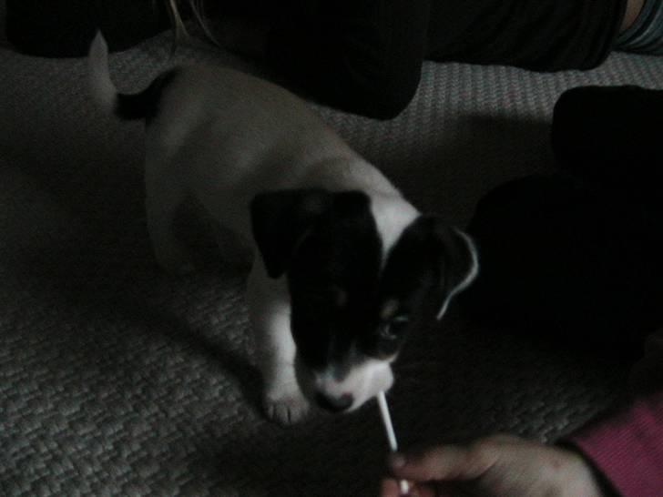 Jack russell terrier Soffi billede 6