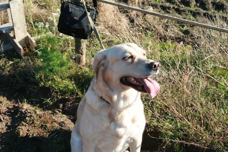 Labrador retriever Sussi billede 8