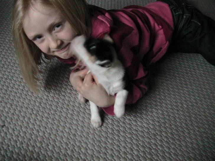 Jack russell terrier Soffi billede 7