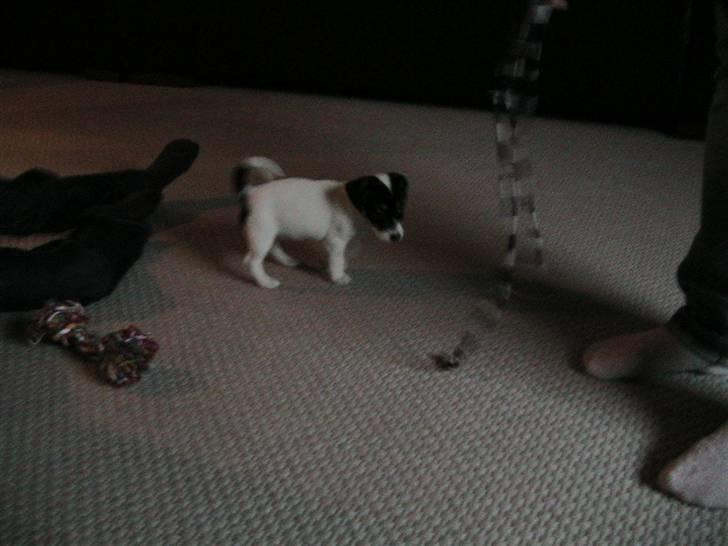 Jack russell terrier Soffi billede 8