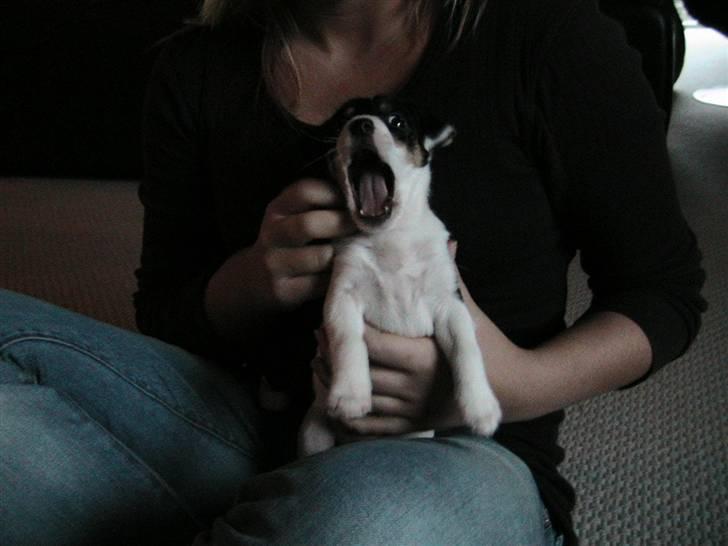 Jack russell terrier Soffi billede 9