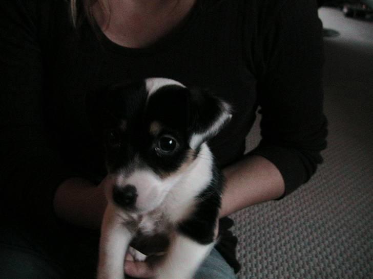 Jack russell terrier Soffi billede 10