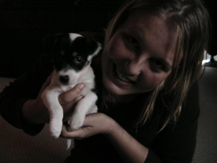 Jack russell terrier Soffi billede 11