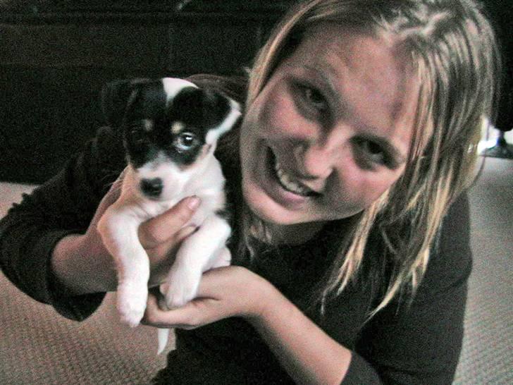 Jack russell terrier Soffi billede 12