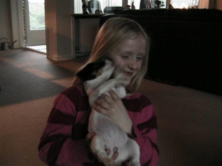 Jack russell terrier Soffi billede 13