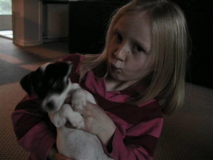 Jack russell terrier Soffi billede 14