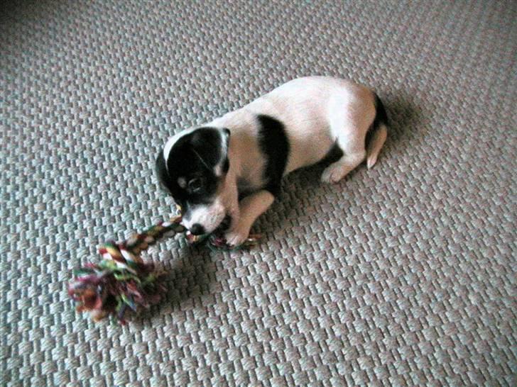 Jack russell terrier Soffi billede 15