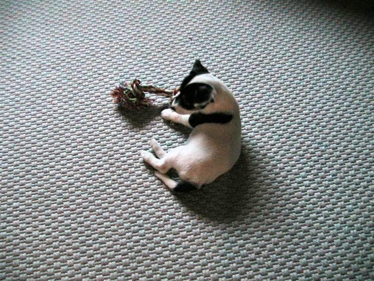 Jack russell terrier Soffi billede 16