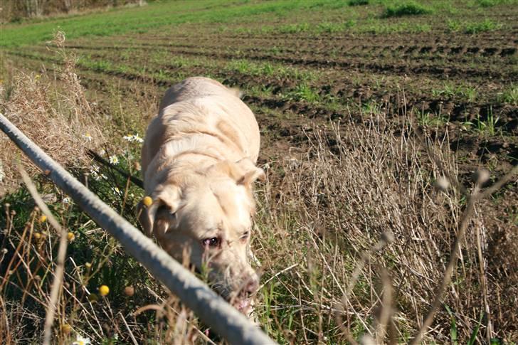 Labrador retriever Sussi billede 9