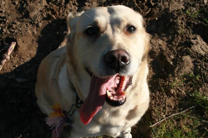 Labrador retriever Sussi billede 10