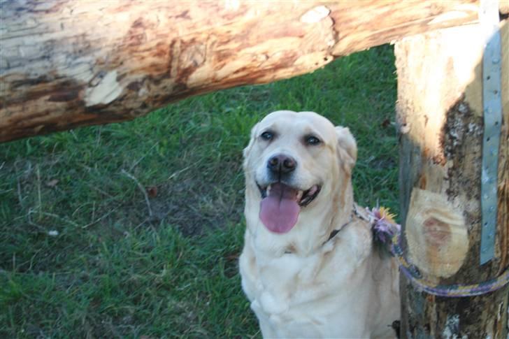 Labrador retriever Sussi billede 11