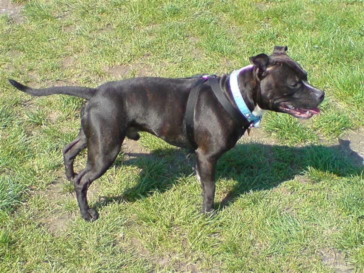 Staffordshire bull terrier Louis >den lille mus< R.i.P 5/6 2016 - stå billede 10