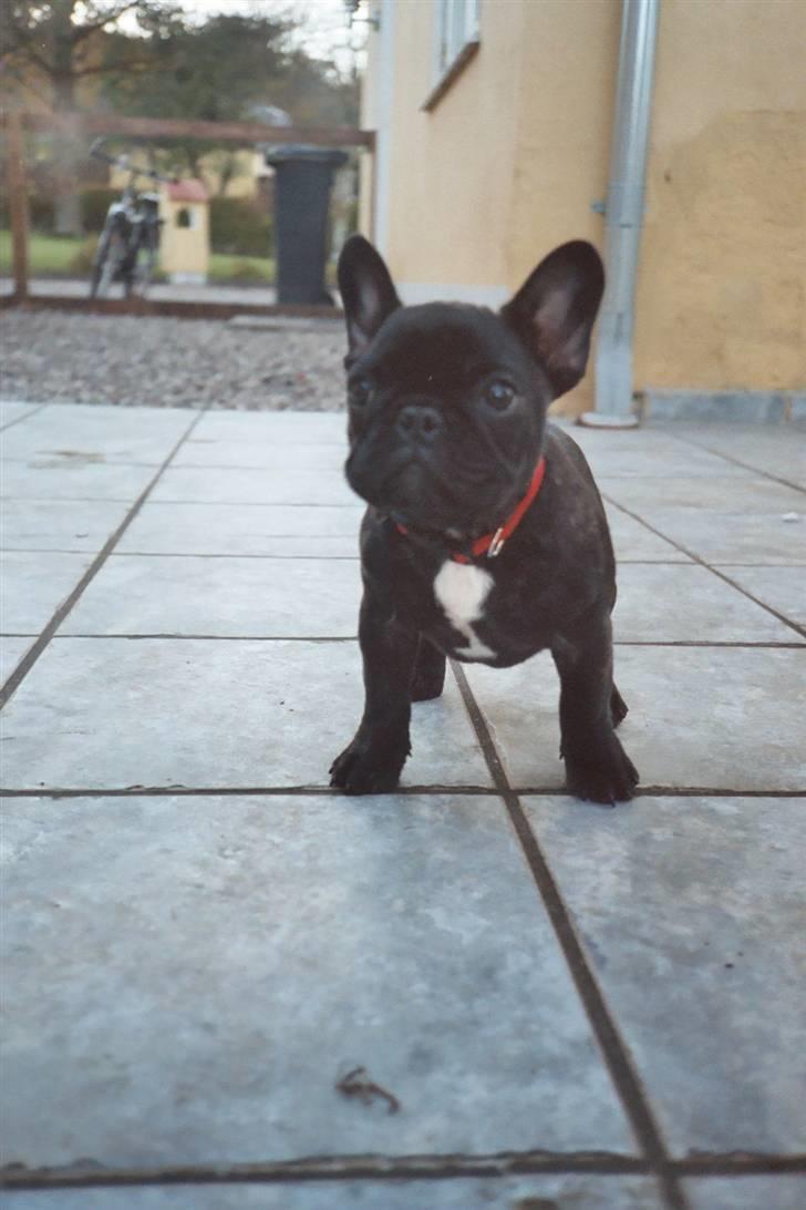 Fransk bulldog Plaire´s Elaine billede 8