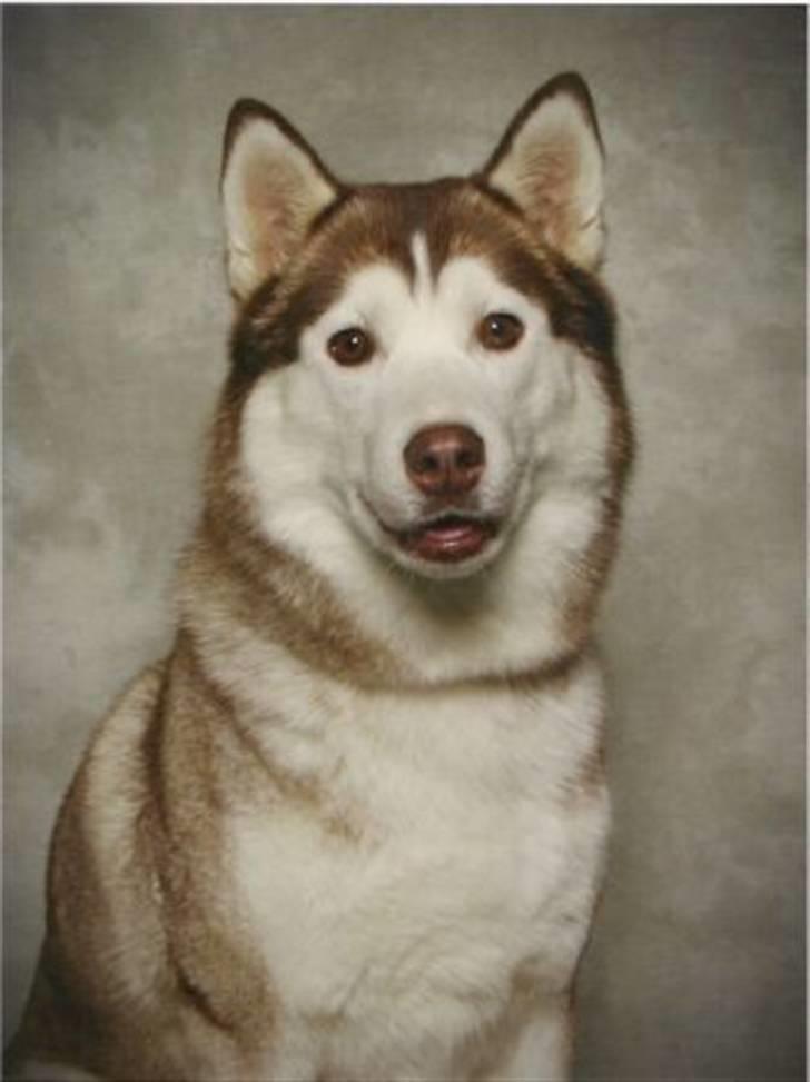 Siberian husky ziemaboras americanbeauty himmel hund billede 14