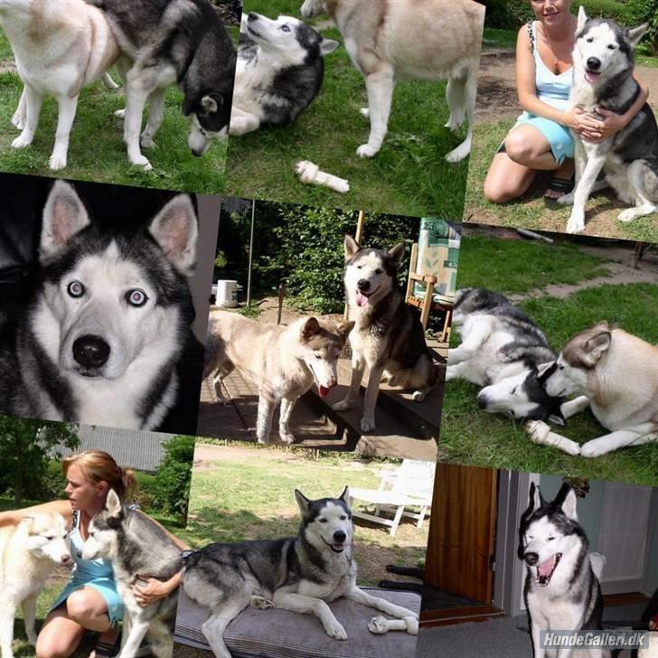 Siberian husky AKELA R.I.P. billede 9